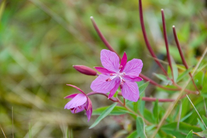 Fireweed MendenhallGlacier 1038