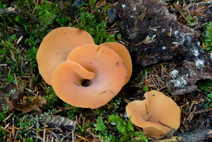 Juneau Fungi 1132