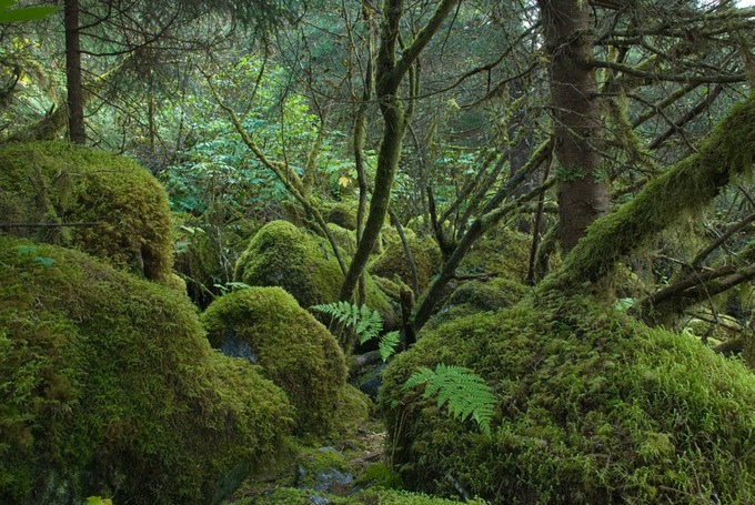 Juneau Rainforest 1090