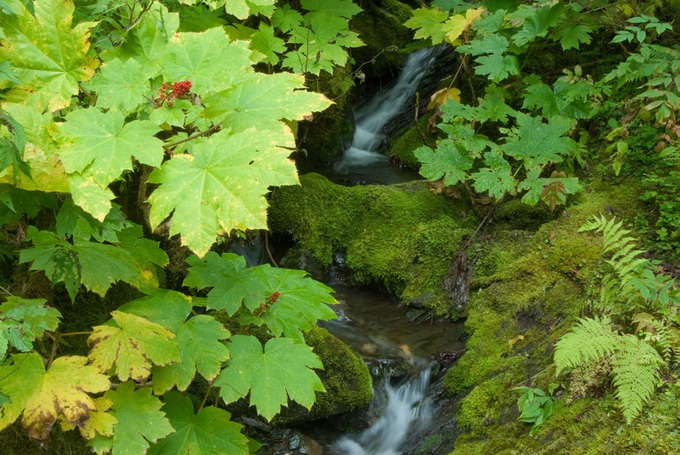 Juneau Rainforest 1142