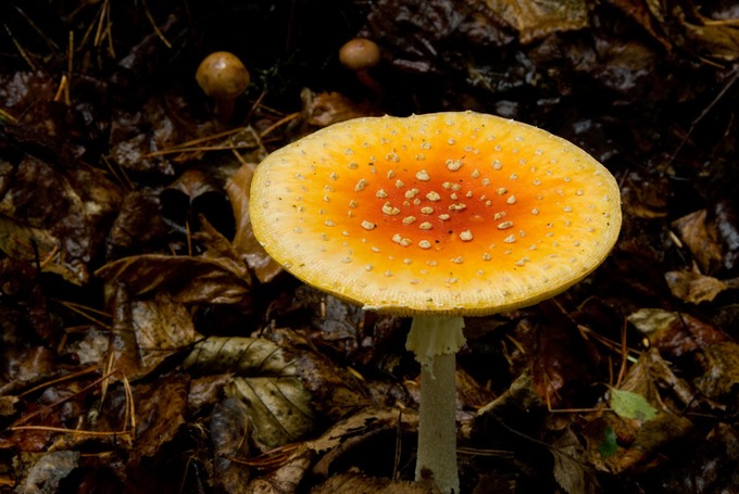 Mushroom SkagwayTrail 1177