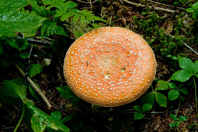 Mushroom SkagwayTrail 1183