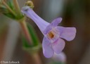 Penstemon thurberi_8476