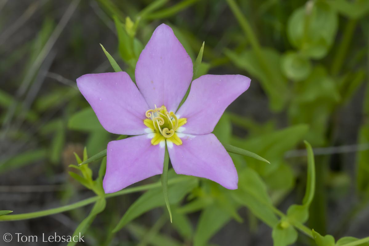 Sabatia Campestris